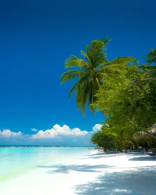 Скачать 2921x3651 пальмы, пляж, океан, тропики, побережье, рай обои,  картинки