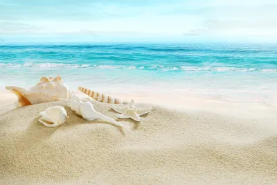 Обои Разное Ракушки, кораллы, декоративные и spa-камни, обои для рабочего  стола, фотографии разное, ракушки, кораллы, декоративные и spa-камни,  summer, tropical, vacation, sunshine, beach, sand, bottle, message,  seashells, starfish, пляж, песок, лето ...