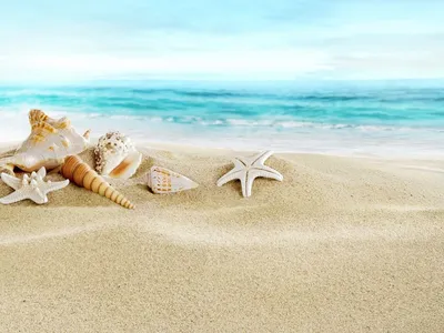 Скачать обои берег, песка, seashells, море, летнее разрешение 5148x3439  #123879