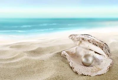 Картинки Жемчуг пляжи Море Природа Песок Ракушки 2560x1728