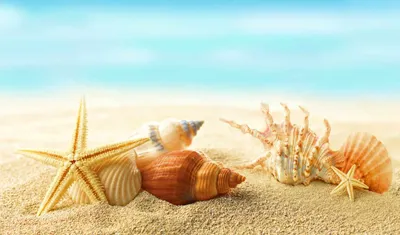 Фотографии пляжа Море Природа песке Ракушки 2560x1671