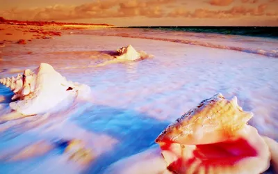 Обои Море, пляж, морские ракушки, волны, пена 1080x1920 iPhone 8/7/6/6S  Plus Изображение