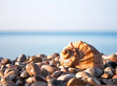 Ракушка Океан Море - Бесплатное фото на Pixabay - Pixabay