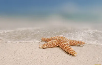 Скачать обои песок, море, пляж, облака, природа, жемчуг, ракушки, морская  звезда, раздел природа в разрешении 2560x1600