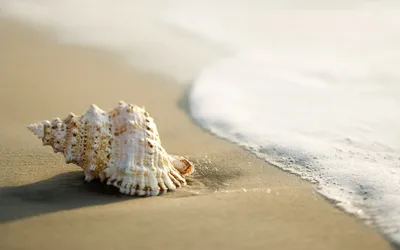 Морской песок (68 фото) - 68 фото