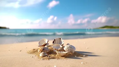 Ракушки Море Песок - Бесплатное фото на Pixabay - Pixabay