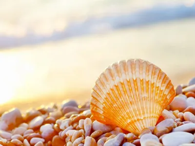 Картинки Морские звезды пляже Море Природа песка Ракушки 1080x1920