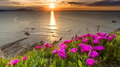 Море цветов - 69 фото