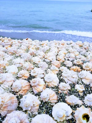 Море цветов скачать фото обои для рабочего стола (картинка 3 из 4)
