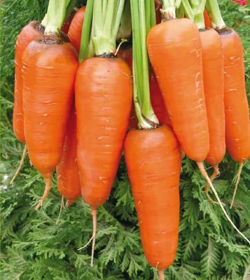 Морковь: польза для организма. Что будет, если есть морковь каждый день? |  Спортивный портал Vesti.kz