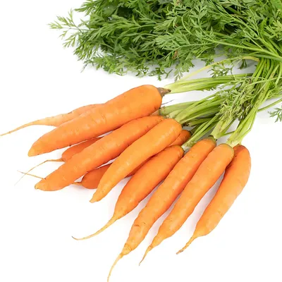 Выращивание моркови – технология и опыт | Гавриш