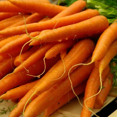 Морковь Казахстан кг | Корнеплоды | Arbuz.kz