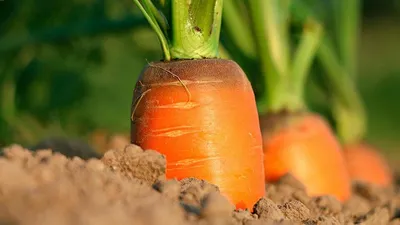 Морковь: польза и вред для человеческого организма | prodachnika.com | Дзен