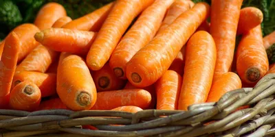 Морковь Детская сладость 2г, семена | Купить в интернет магазине Аэлита