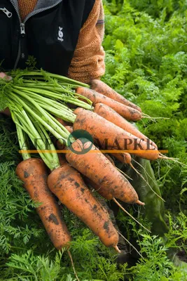 Морковь Желтая кг | Корнеплоды | Arbuz.kz