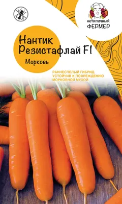 Морковь обыкнове́нная (Daucus carota) - PictureThis