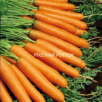 5 интересных фактов о моркови — Zira.uz