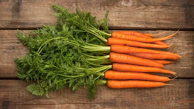 Выращивание моркови семенами в открытом грунте - Метеонова