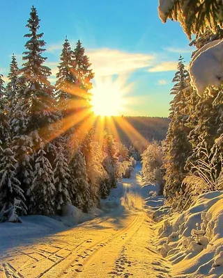 Мороз и солнце,день чудесный.. Фотограф Марина Никулина