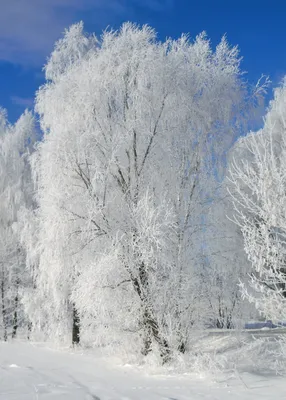 Мороз и солнце - день чудесный! - фото автора Колос на сайте Сергиев.ru