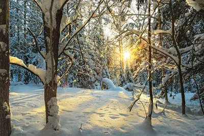 Мороз и Солнце, день чудесный # 02 :: Андрей Дворников – Социальная сеть  ФотоКто
