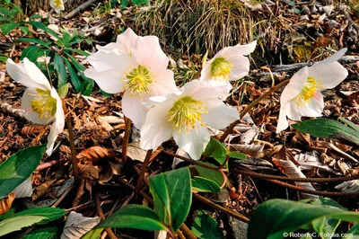 Морозник черный (Helleborus niger)