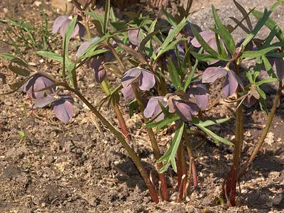 Морозник восточный White Lady (Helleborus orientalis White Lady)