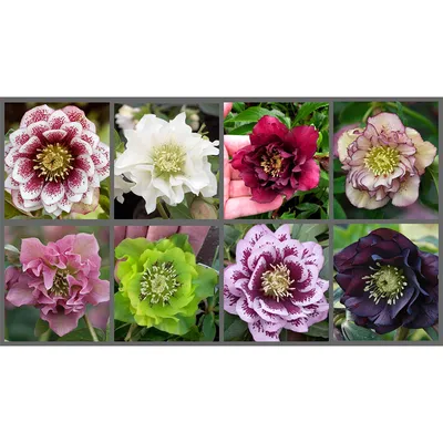 Морозник - виды и разновидности цветка, посадка и уход, фото морозника -  Florium Blog