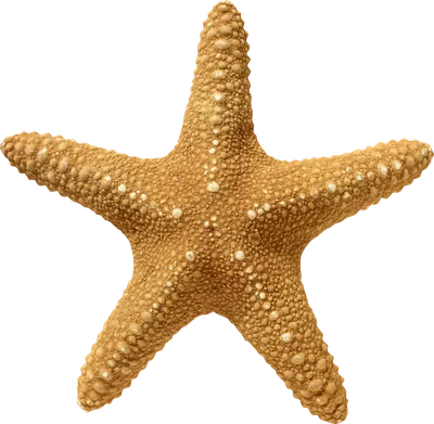 Морская звезда в png без фона