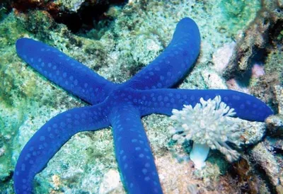 MosCorals - Linckia laevigata / морская звезда Линкия голубая