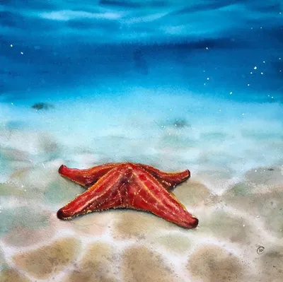 Пикноподия: Крупнейшая морская звезда ещё и самая быстрая. Без неё