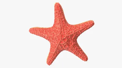 Морская звезда-декор (5*5см) MK-56085