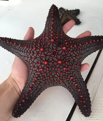 Бесплатный STL файл Морская звезда / Морская звезда 🌳・3D-печать объекта  для загрузки・Cults