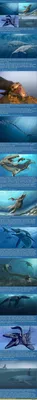 Оскар-2023»: не смотрели «Морского монстра»? А зря, ведь он номинирован как  лучший анимационный фильм — Статьи на Кинопоиске