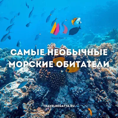 Игрушка «Морские обитатели» (эластичная), в ассортименте_РП с бесплатной  доставкой на дом из «ВкусВилл» | Пермь