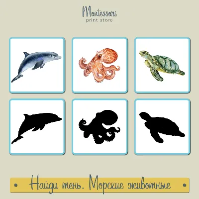 Найди тень Морские животные - карточки Монтессори купить и скачать