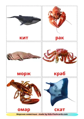 29 Бесплатных Карточек Морские животные на Русском | PDF