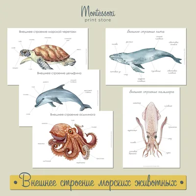 морские животные алфавит плакат. азбука для детей. Иллюстрация вектора -  иллюстрации насчитывающей характер, изучение: 221923169