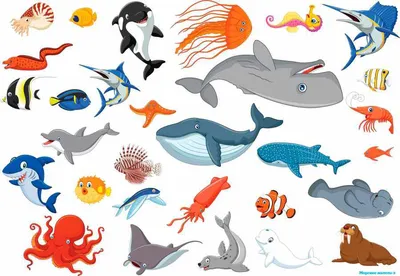 Внешнее строение морской черепахи, осьминога, кальмара, дельфина, кита -  карточки Монтессори купить и скачать