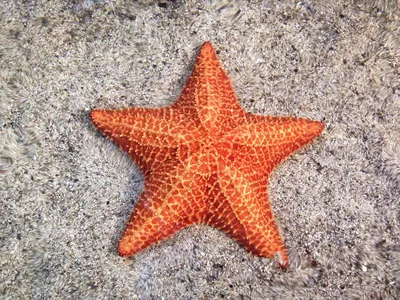 Черная морская звезда в красном море - 71 фото
