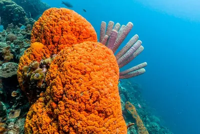 Морские водоросли – суперфуд для здоровья и красоты - Блог Goodfish.BY