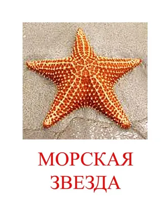Находки на пляже: морские звезды Приморья - жестокие хищники или санитары  моря - PrimaMedia.ru