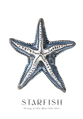 Морские звезды средиземного моря - 68 фото
