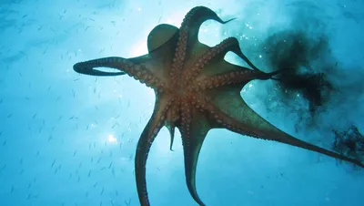 Древние морские существа могли видеть на глубине