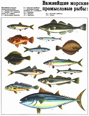 Рыбы, обитающие как в пресной, так и в морской воде