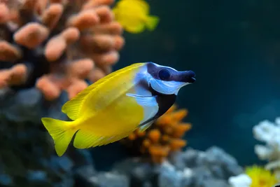 Красивые морские рыбы (59 фото) - 59 фото
