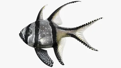 Морской шишечник: Рыба-ананас, который невозможно съесть! Её чешуя — латы,  а рот извергает свет | Книга животных | Дзен