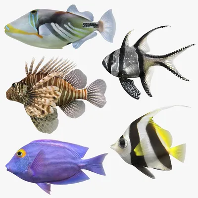 Морская рыба названия: описание и основные характеристики, видовое  разнообразие и популярные представители