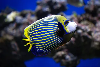 10 удивительно красивых рыбок - а какие из них уже есть в вашем аквариуме?  | Удивительное среди нас | Дзен