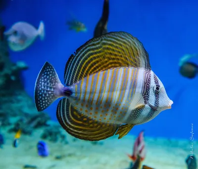 MosCorals - Морская аквариумная рыбка Amphiprion ocellaris / Анемоновая  рыбка Оцеллярис